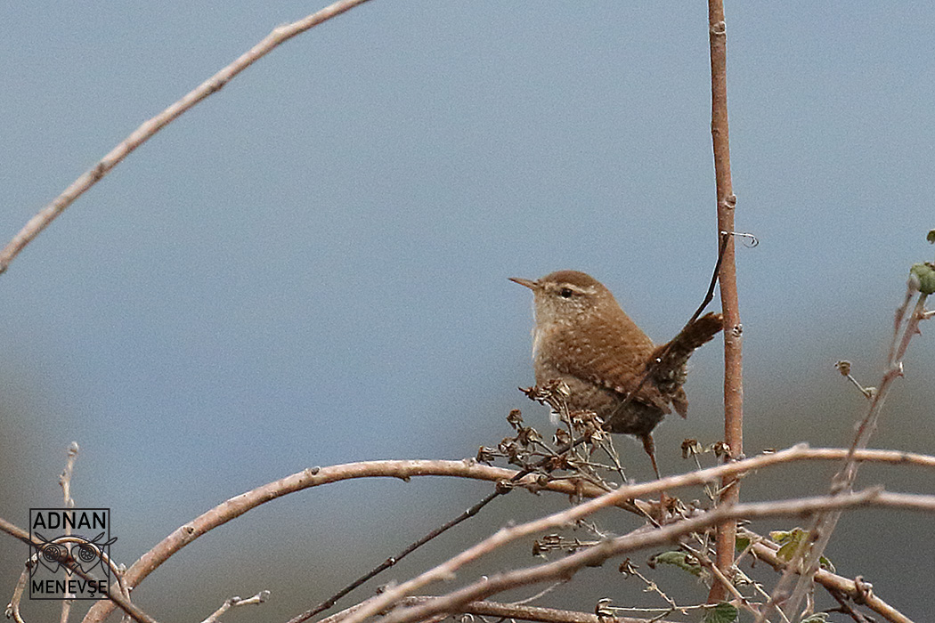 Eurasian Wren