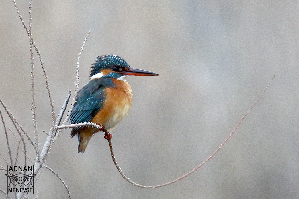 Common Kingfisher