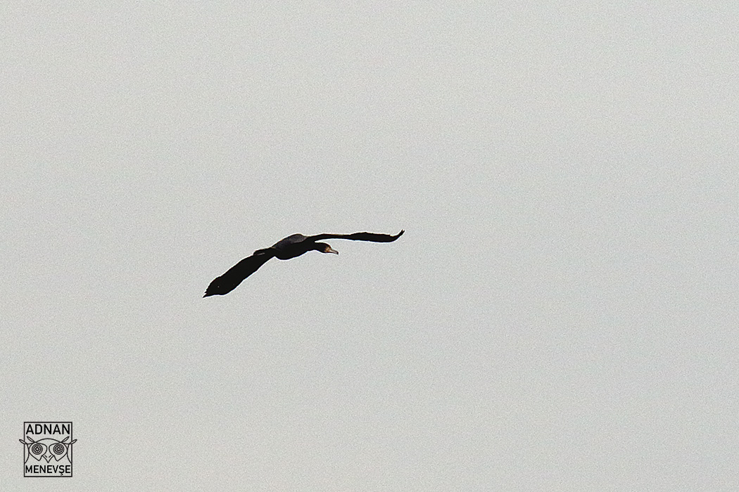 Great Cormorant