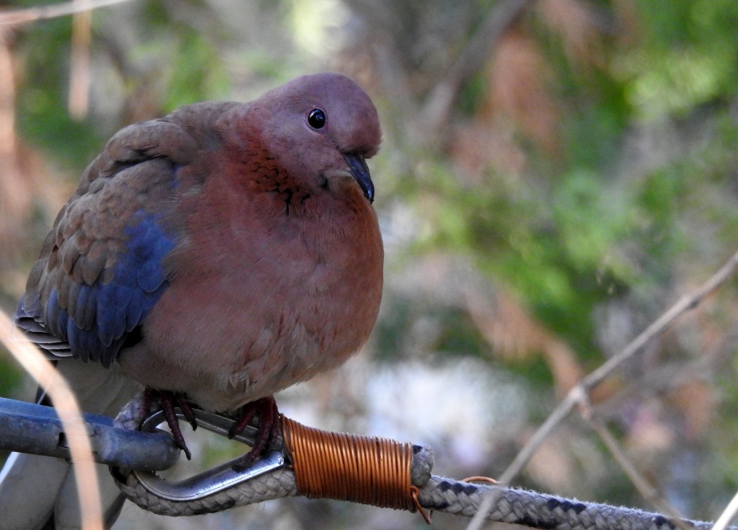 Laughing Dove