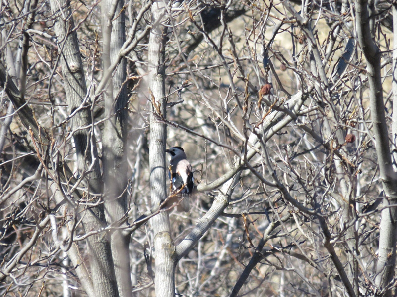 Eurasian Jay