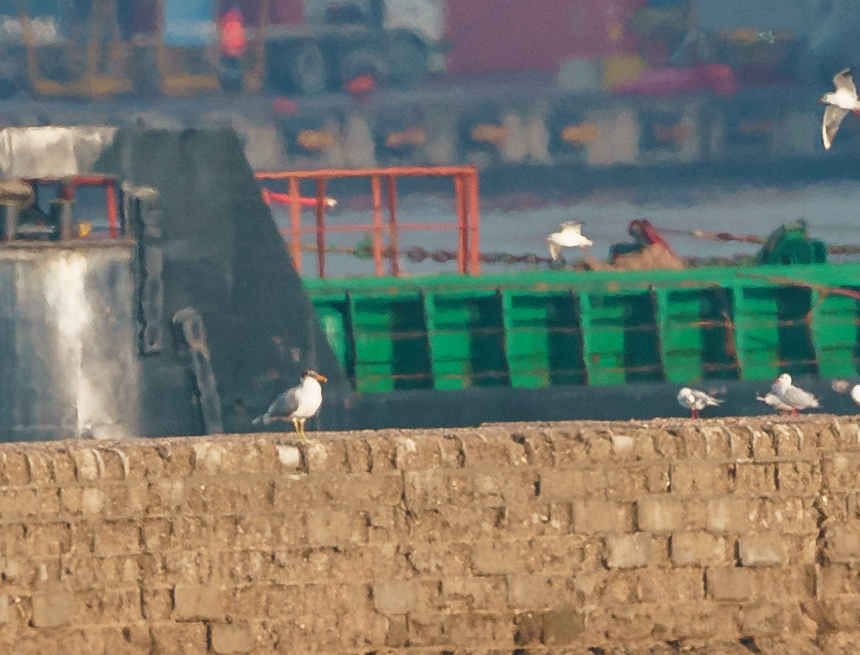 Pallas`s Gull