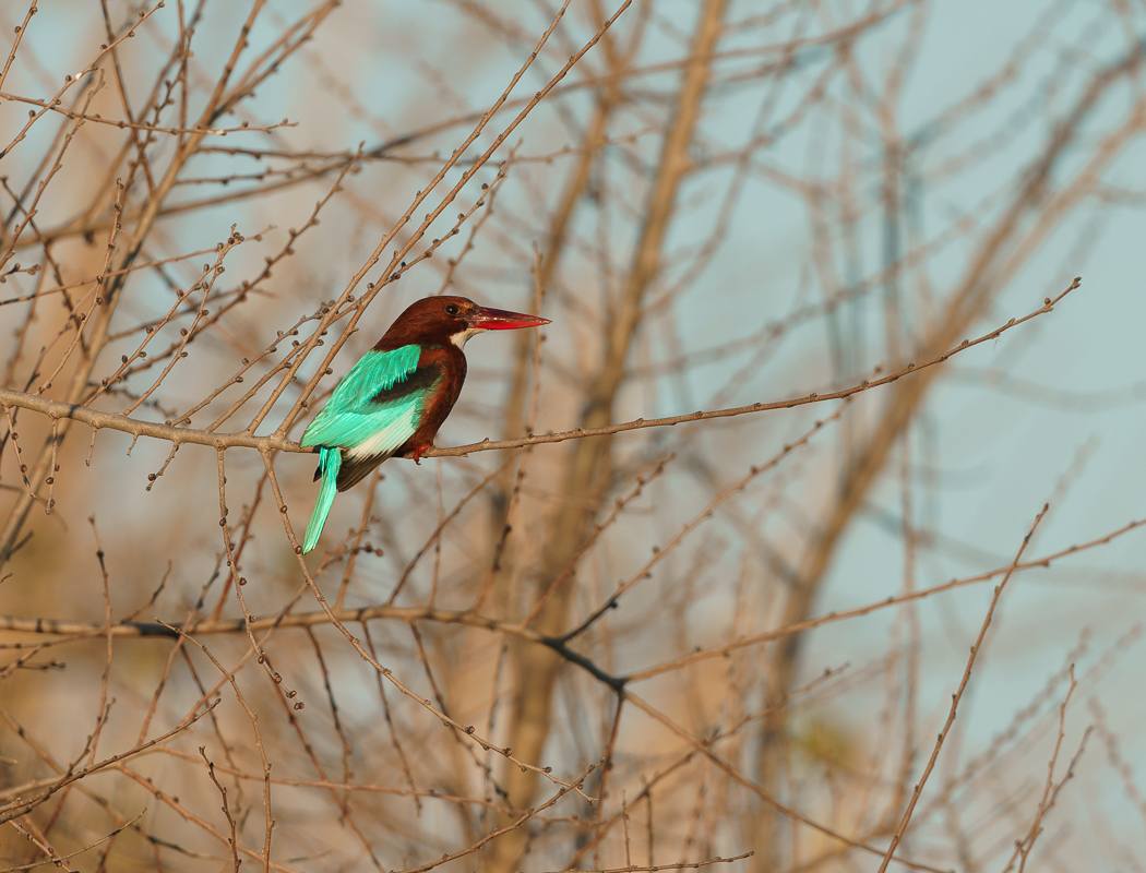 White-throated Kingfisher