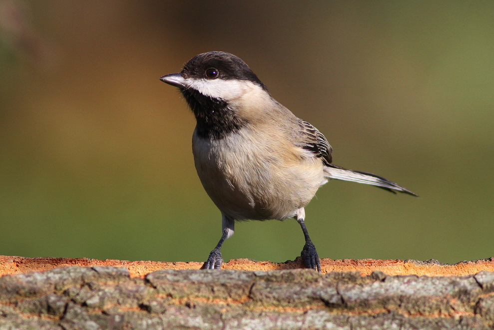 Sombre Tit