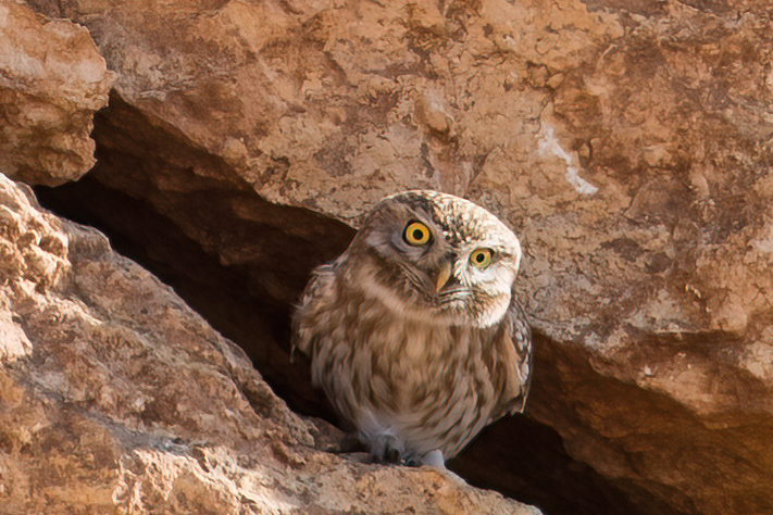 Little Owl