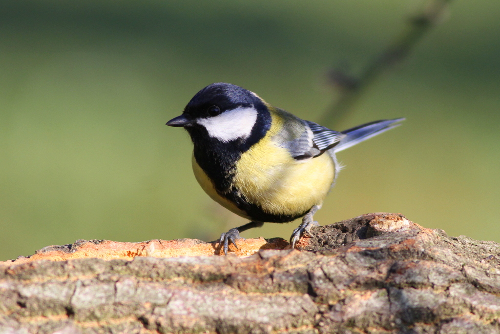 Great Tit