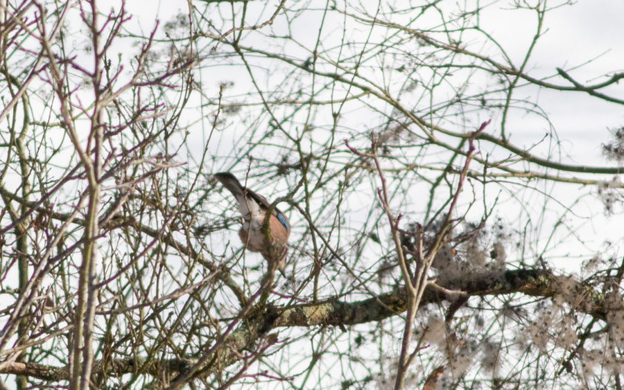 Eurasian Jay
