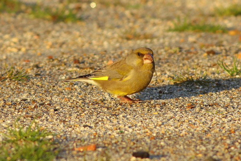 European Greenfinch