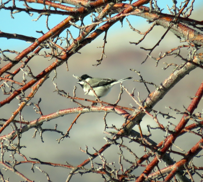 Akyanaklı Baştankara