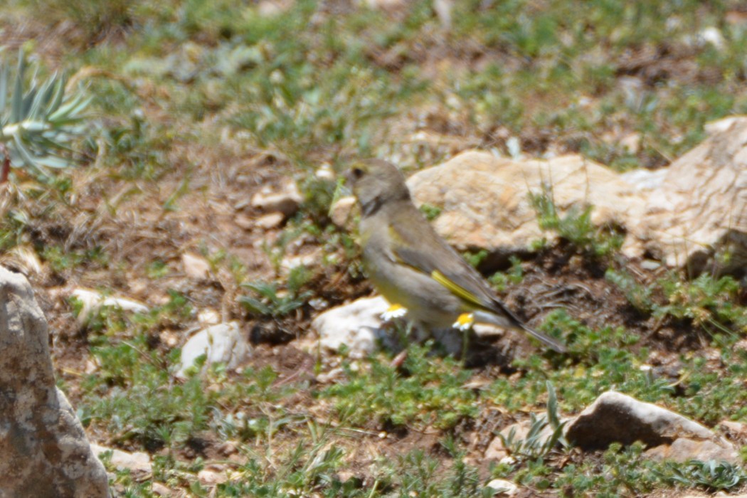 European Greenfinch