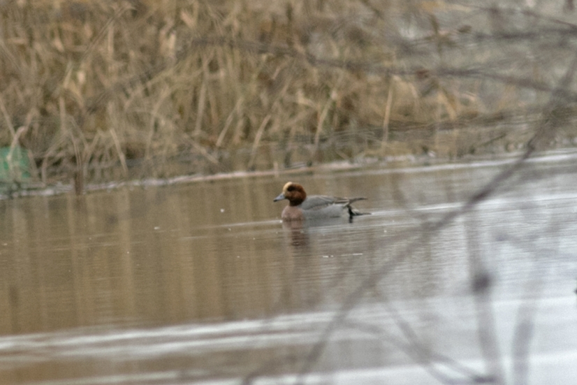 Eurasian Wigeon