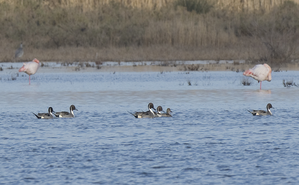 Northern Pintail