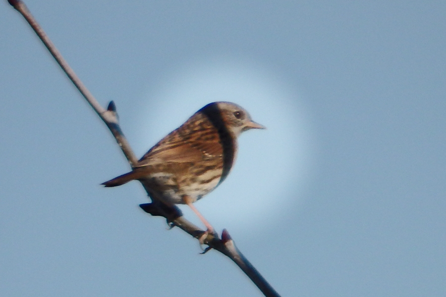 Dunnock