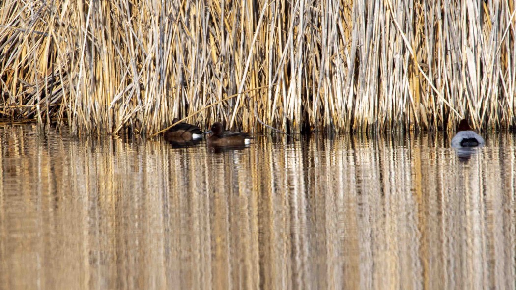 Ferruginous Duck