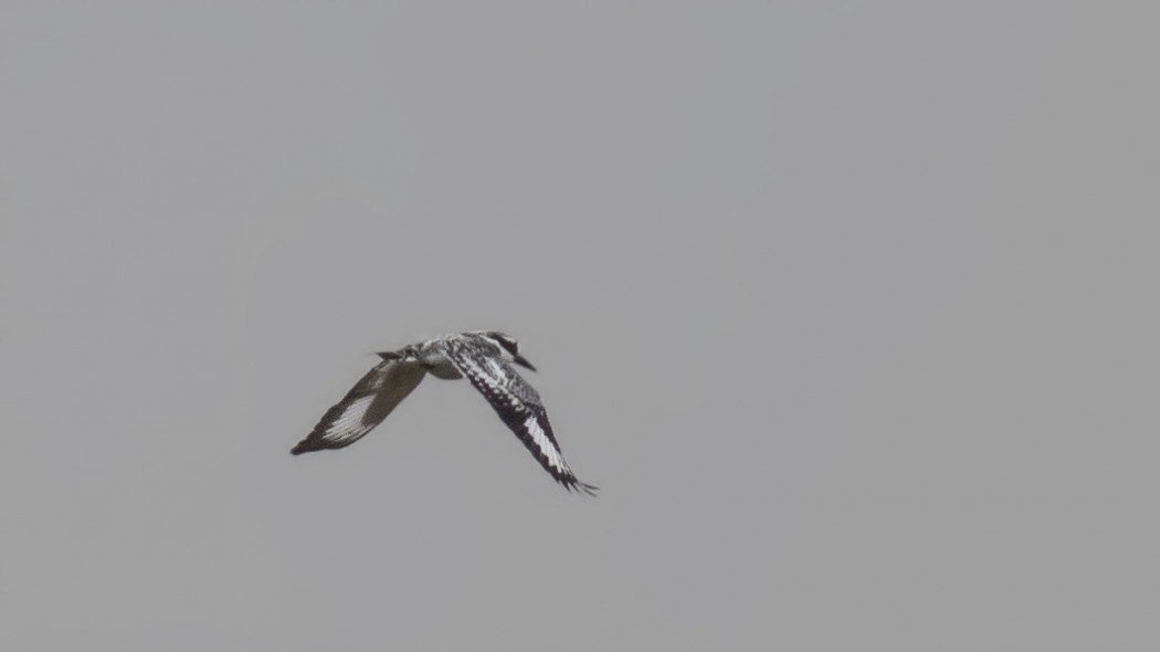 Pied Kingfisher