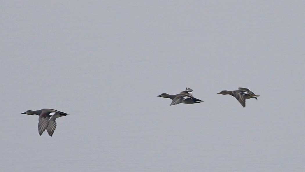 Gadwall