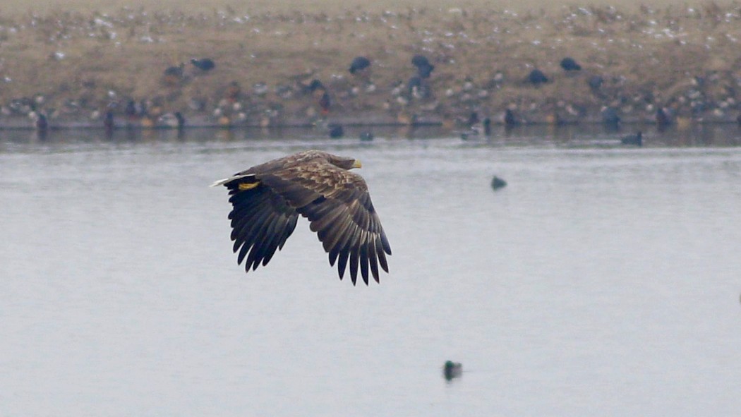 Akkuyruklu Kartal
