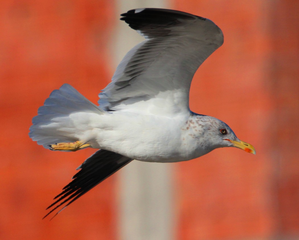 Lesser Black-backed Gull