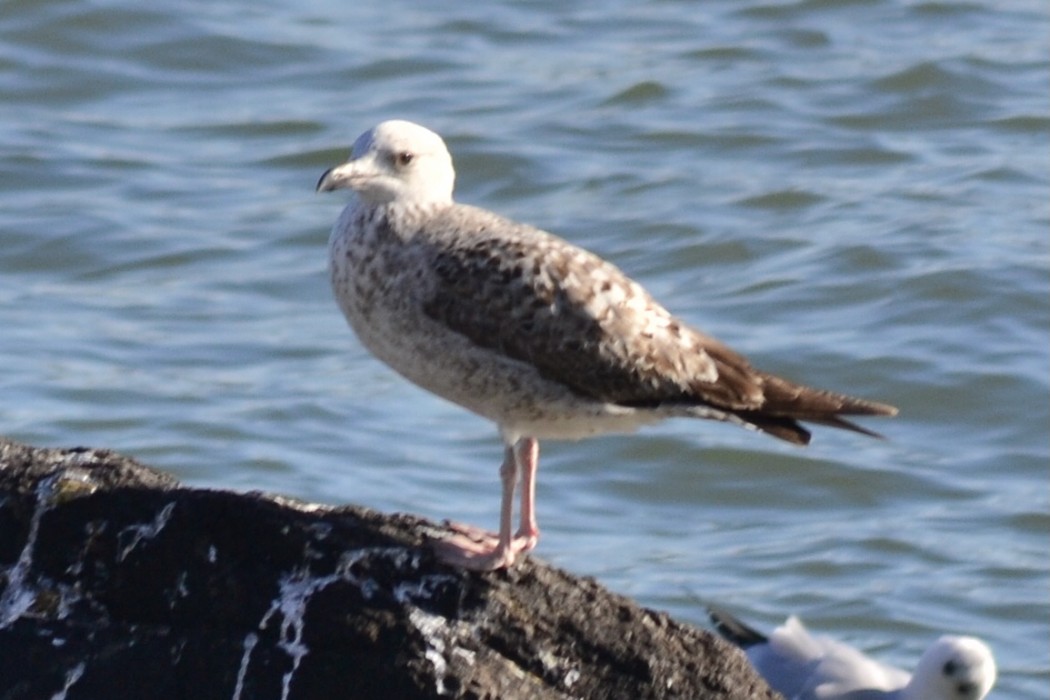 Armenian Gull