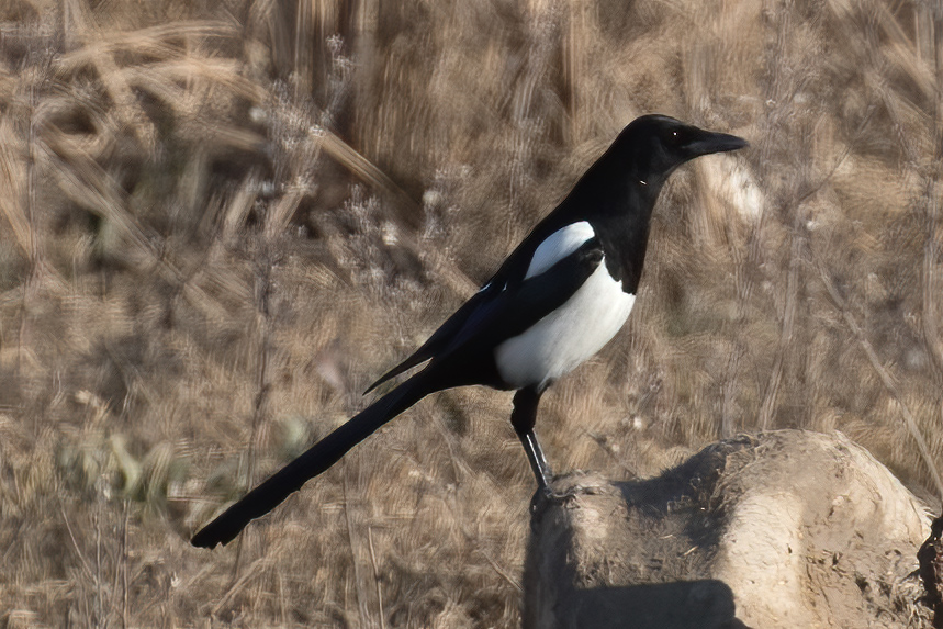 Eurasian Magpie