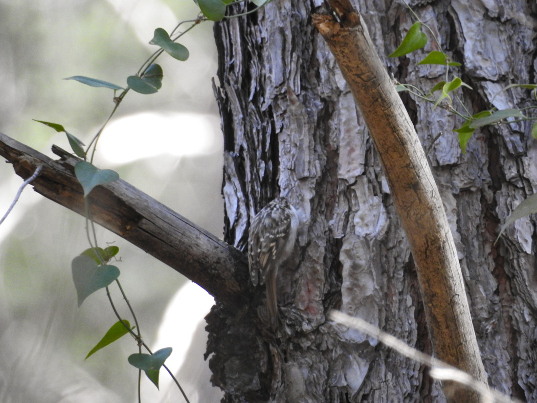 Short-toed Treecreeper