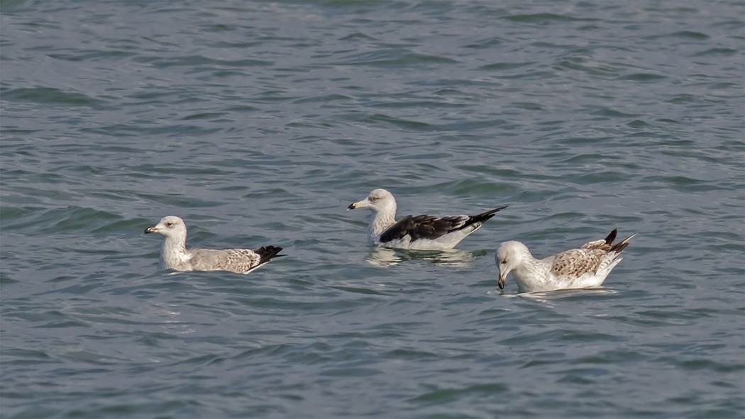 Lesser Black-backed Gull