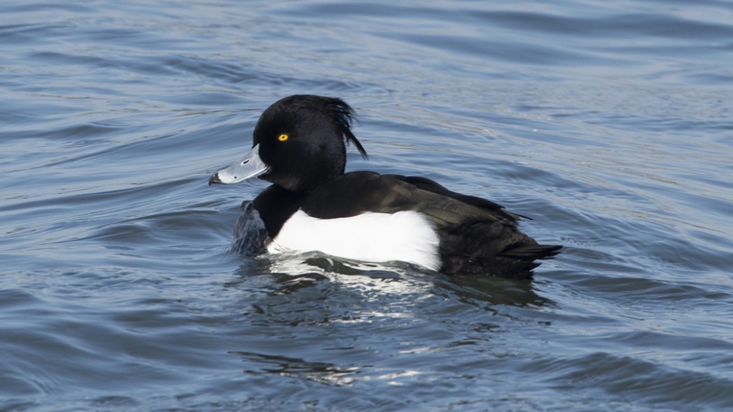 Tufted Duck