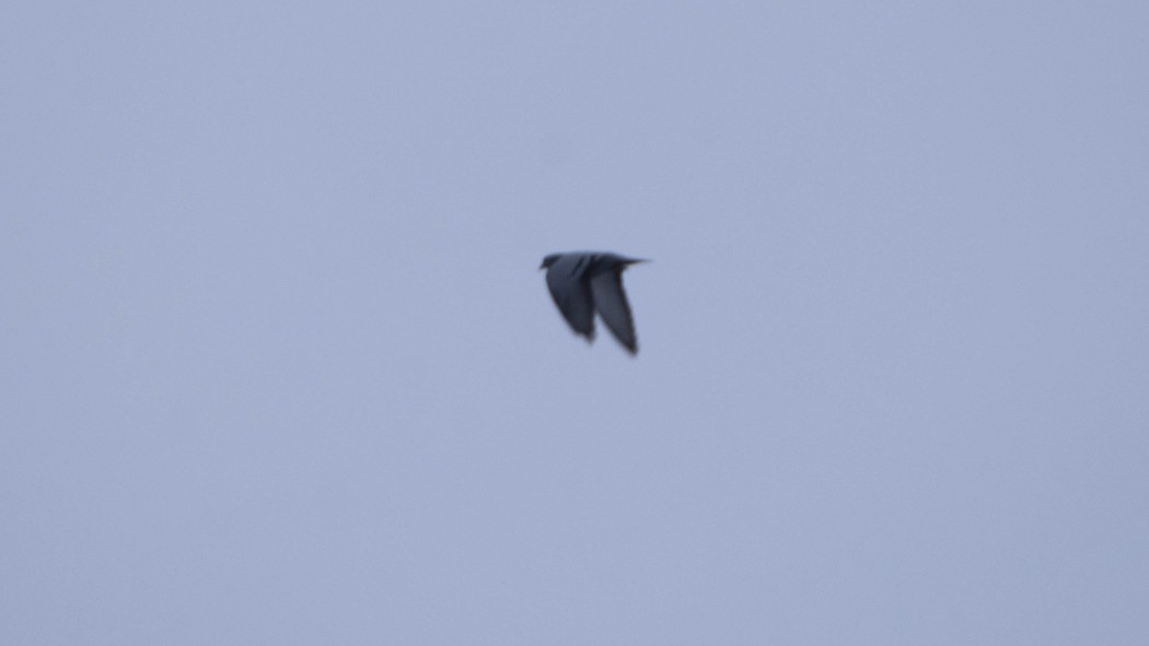 Rock Dove