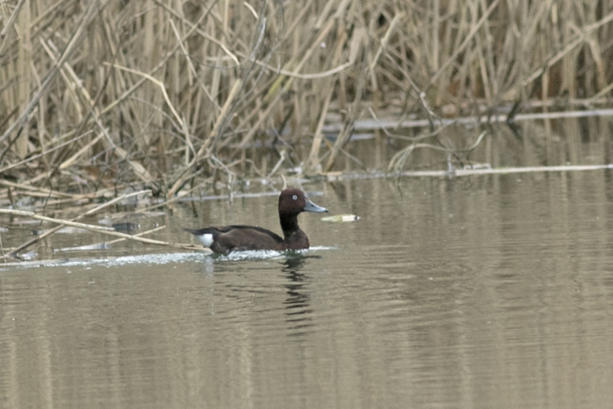 Ferruginous Duck