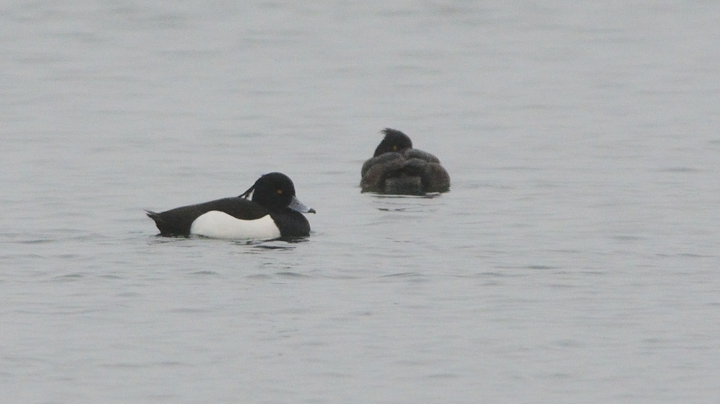 Tufted Duck