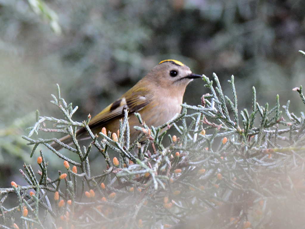 Goldcrest