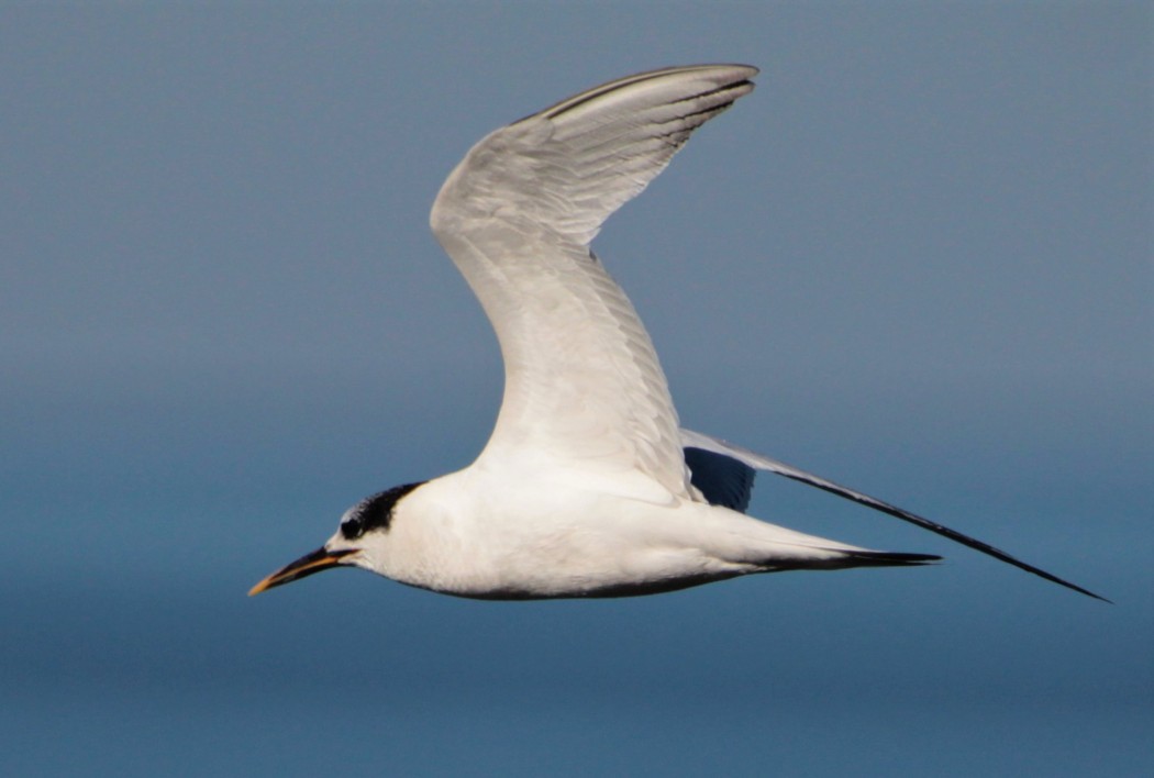Sandwich Tern