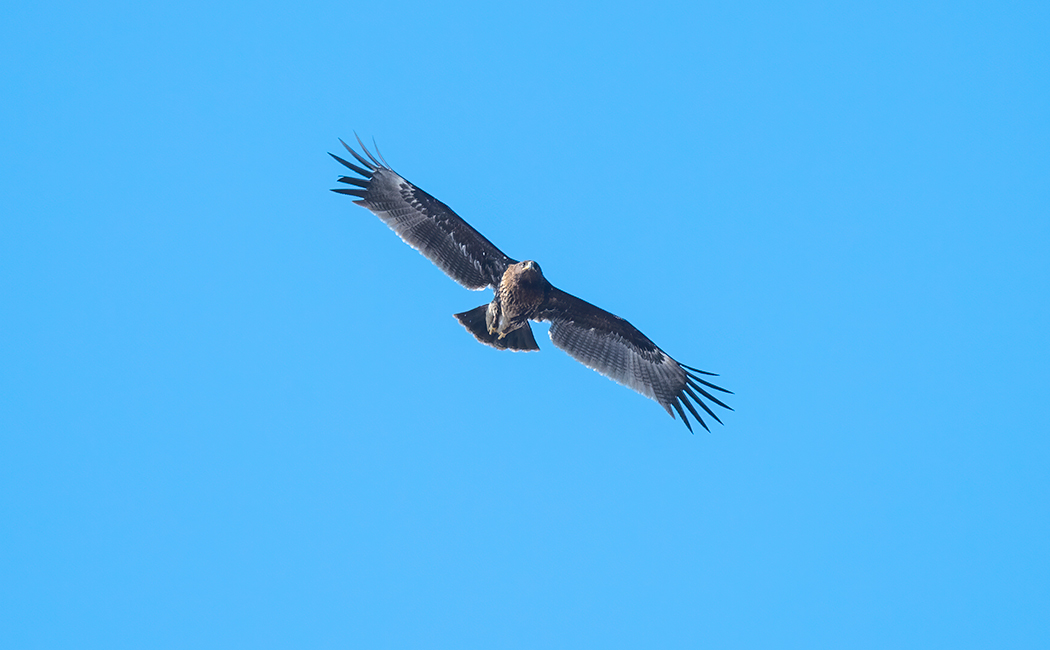 Greater Spotted Eagle