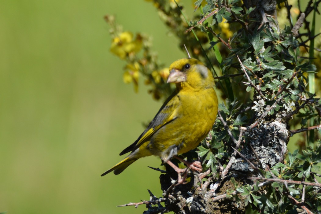 European Greenfinch