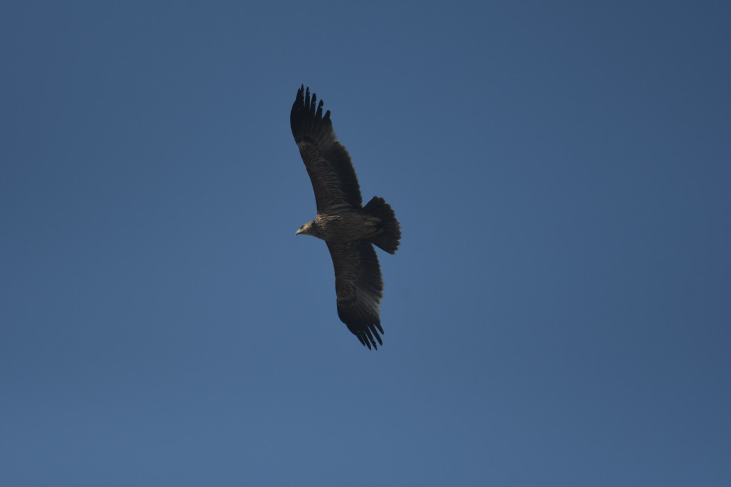 Eastern Imperial Eagle
