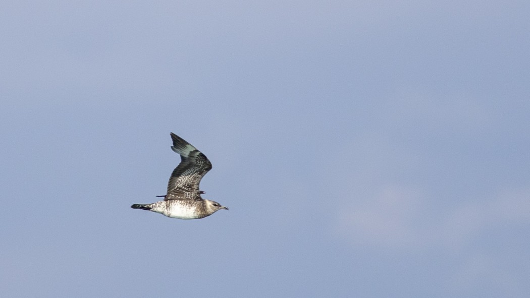 Pomarine Jaeger