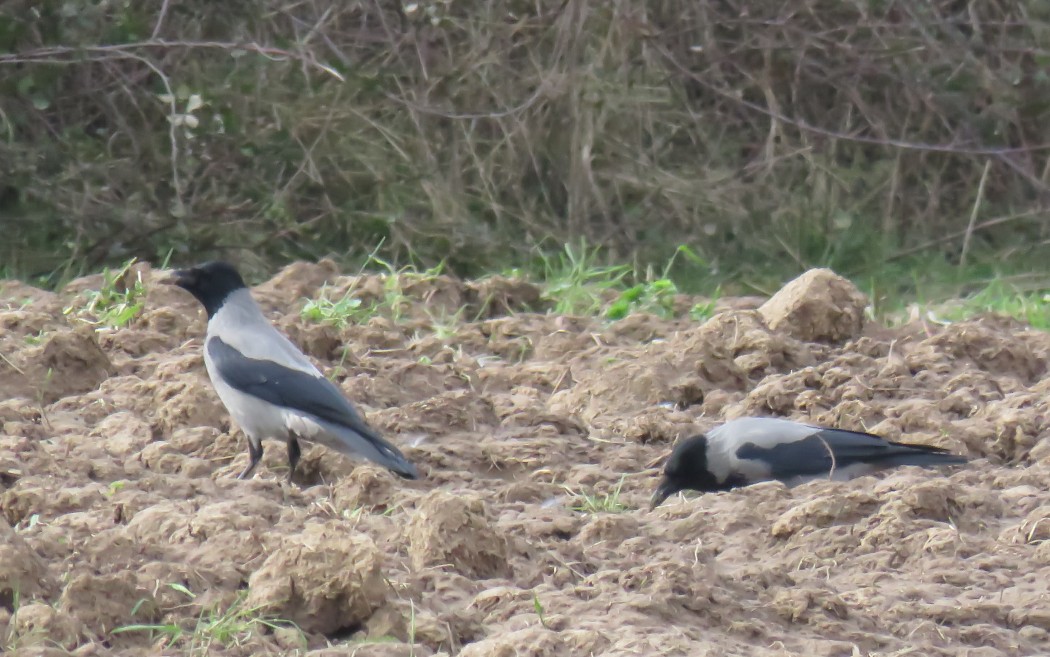 Hooded Crow