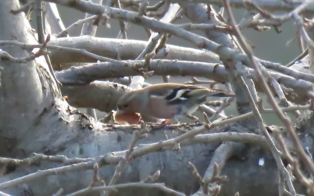 Common Chaffinch