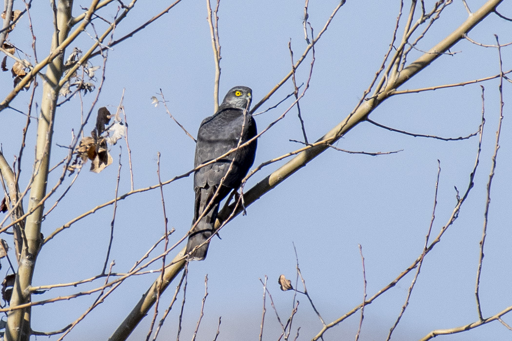 Eurasian Sparrowhawk