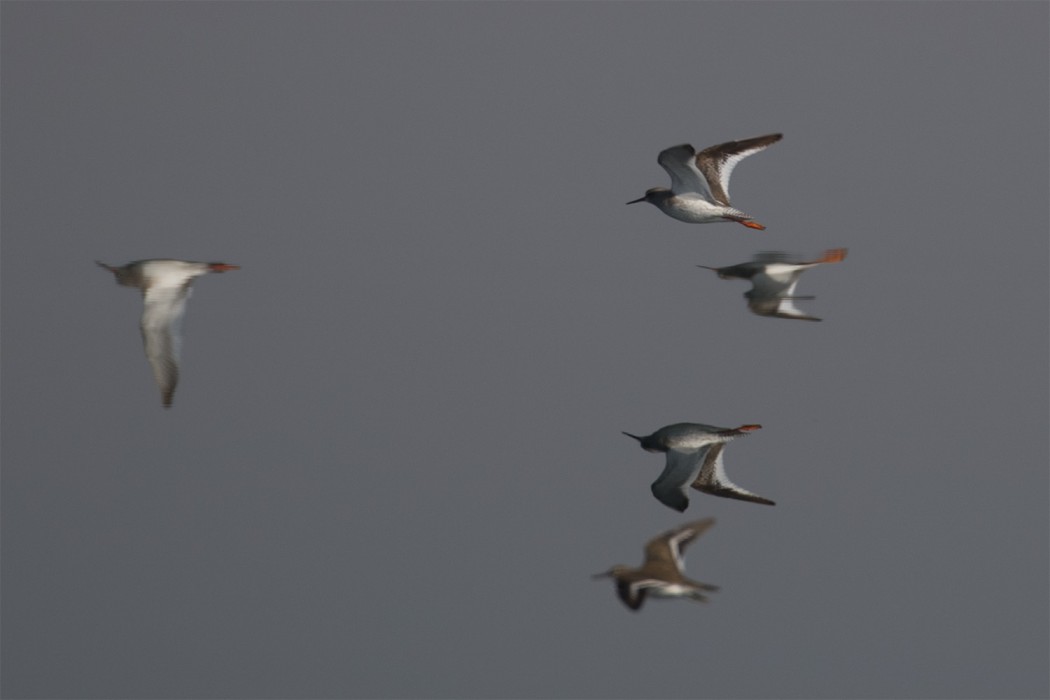 Common Redshank
