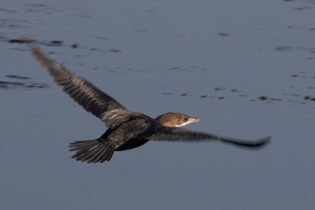 Pygmy Cormorant