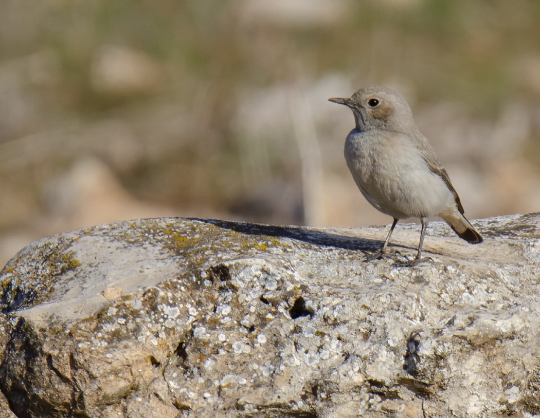Isabelline Wheatear