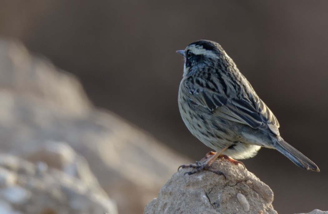 Radde`s Accentor