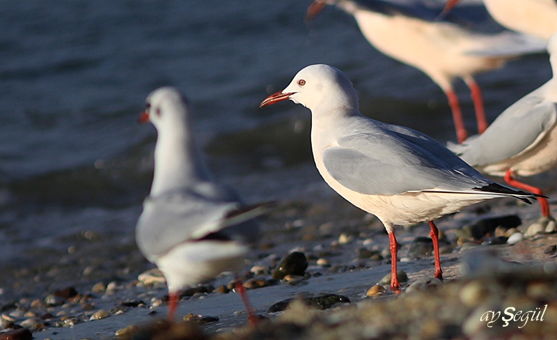 Slender-billed Gull