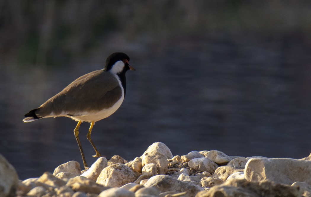 Red-wattled Lapwing