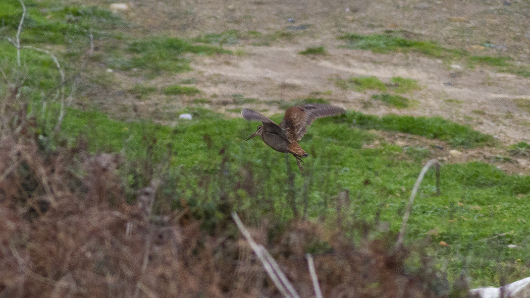 Eurasian Woodcock