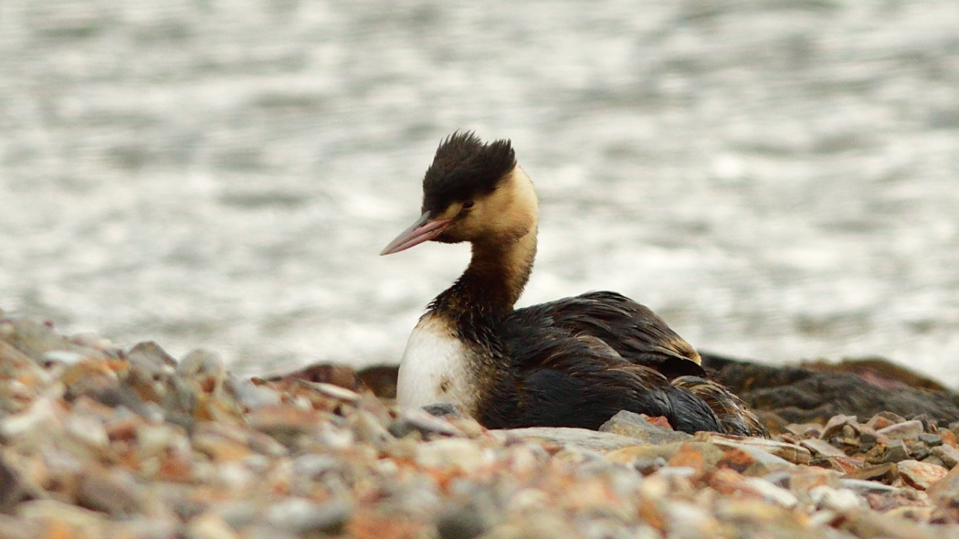 Great Crested Grebe