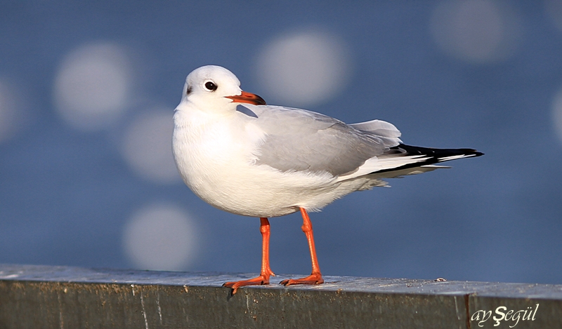 Black-headed Gull