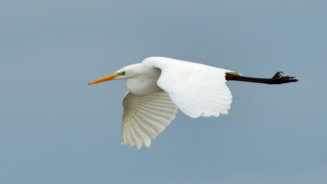 Great Egret