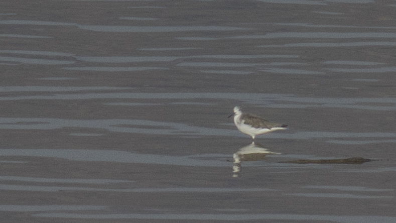 Common Greenshank